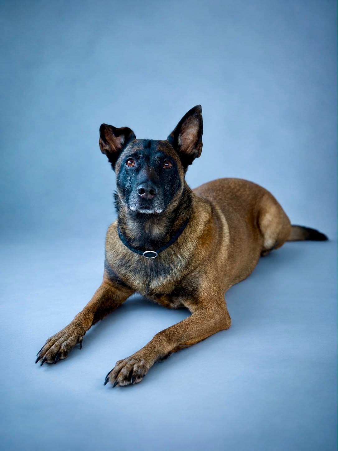 Sprengstoffspürhund (SSH)